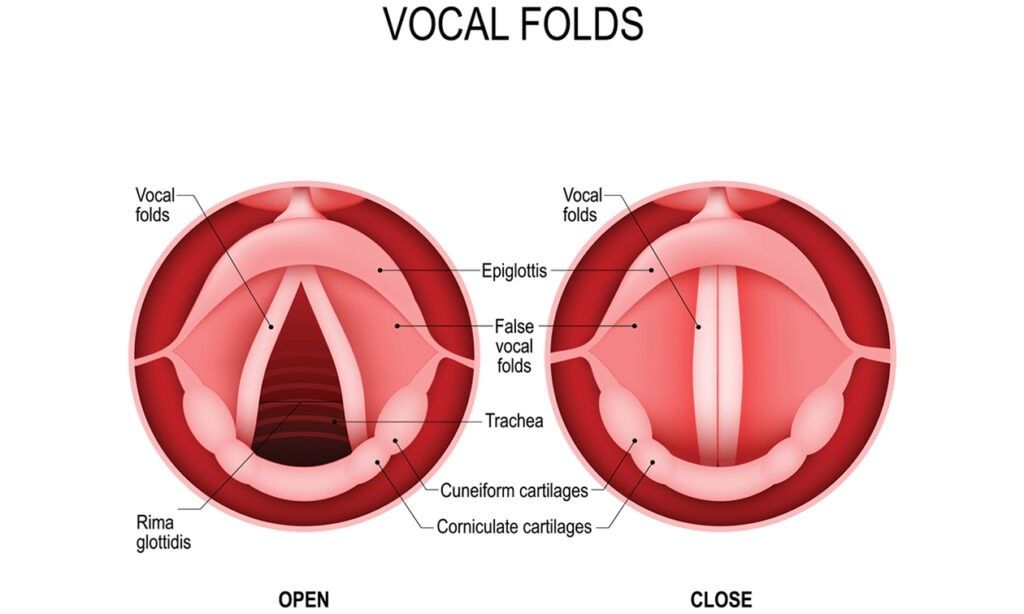 vocal-folds